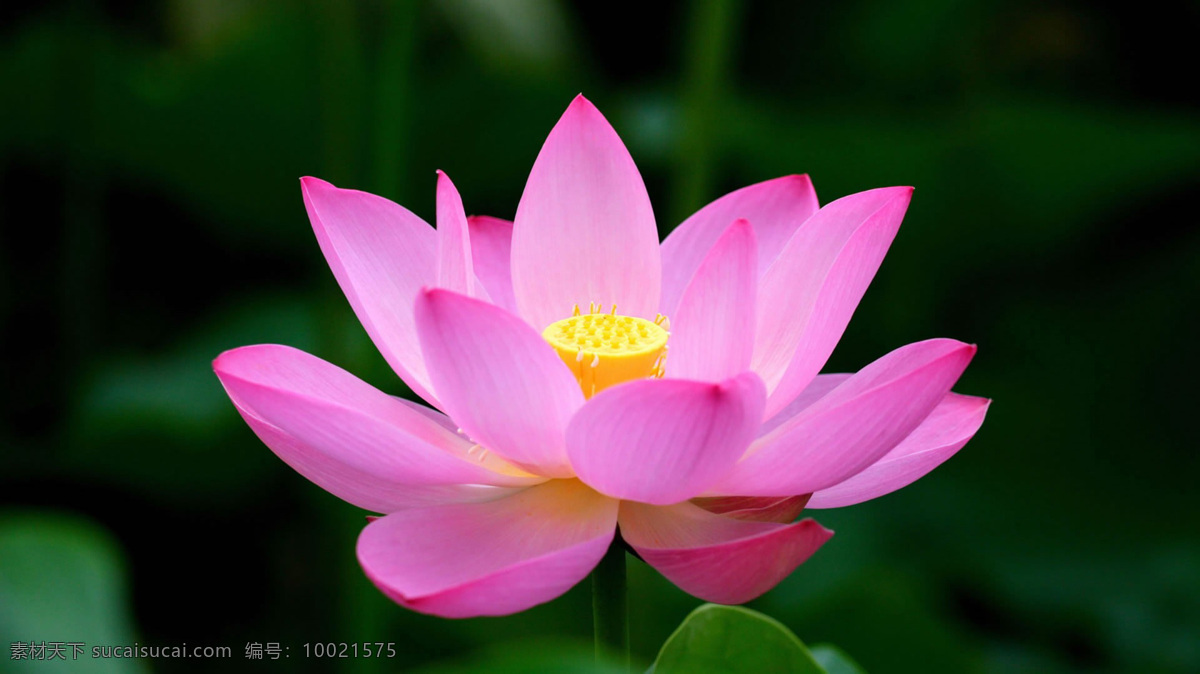 位图 植物 花朵 写实花卉 超高清 免费素材 面料图库 服装图案 黑色