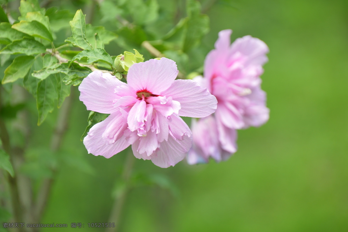 木槿花 木槿 无穷花 花卉 花儿 花草 植物 园林绿化 绿化景观 装饰画 木槿木槿花 生物世界