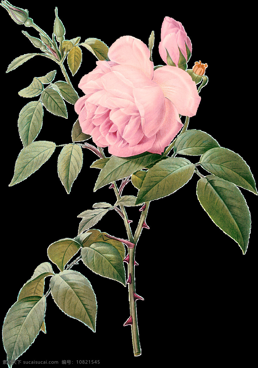 手绘玫瑰 手绘 玫瑰 精美 精致 花枝 花 花卉 绿叶 绘画书法 文化艺术