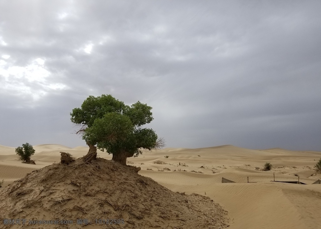 沙漠胡杨 一棵树 蓝天白云 沙漠 绿洲 胡杨 胡杨树 鸣沙山 自然景观 自然风景 旅游摄影