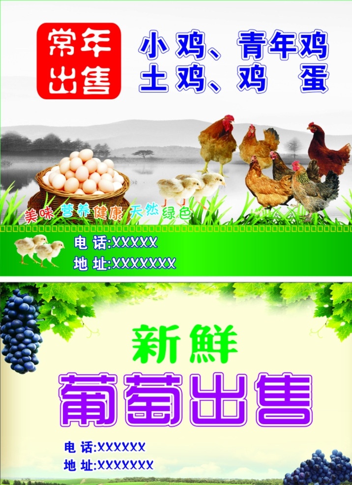 养殖 种植 鸡 鸡蛋 土鸡 家禽 葡萄