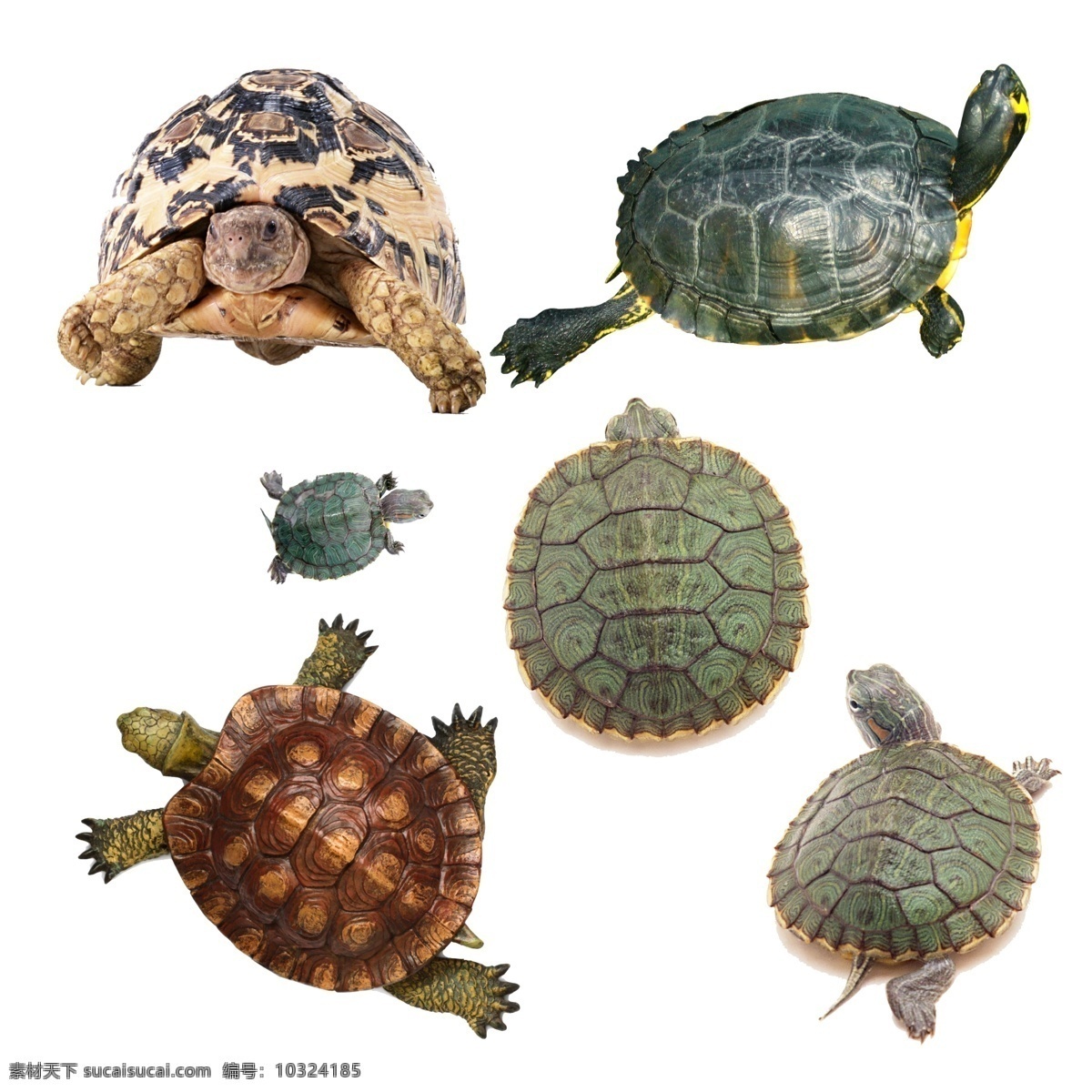 乌龟海龟 龟 乌龟 海龟 巴西龟 金钱龟 淡水龟 分层 源文件