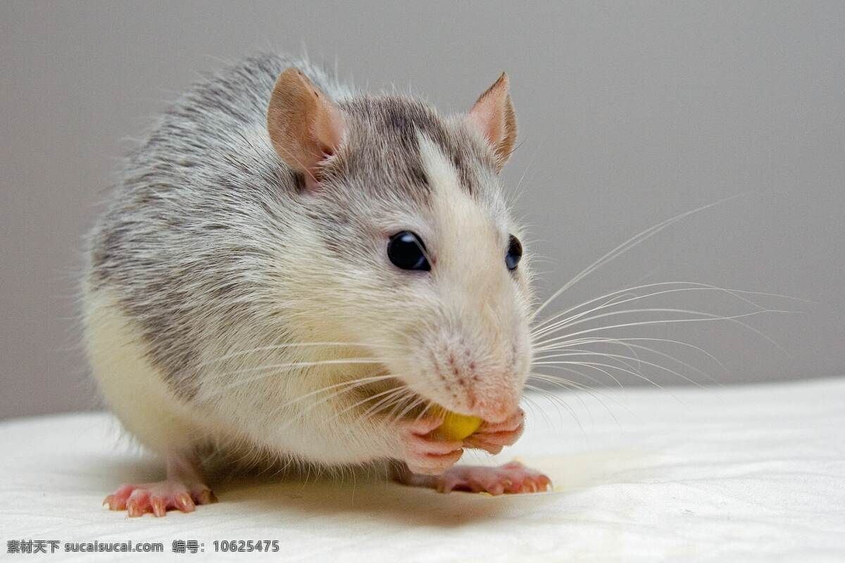 仓鼠 野生动物 动物 宠物 温顺 摄影类 生物世界 家禽家畜 精美 爱护 萌宠 墙贴 保护宠物 可爱 活动 高清 大图 对峙 教育 对视 和睦 严肃 庄重 宠爱 森林 木材 鸟 野生鸟类 天鹅 羽毛 翅膀 飞行 季节性 鸟类