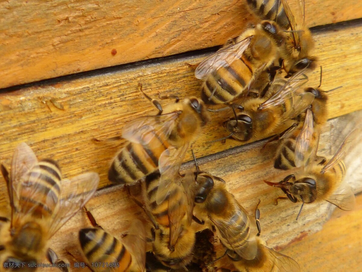 蜜蜂 大黄蜂 蜂 蜂窝 昆虫 生物世界 野蜂 蜂子 黄蜂 采蜜 昆虫摄影