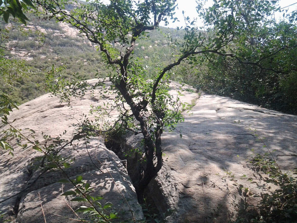 石头 树 顽强 生命 实景 自然景观 自然风景