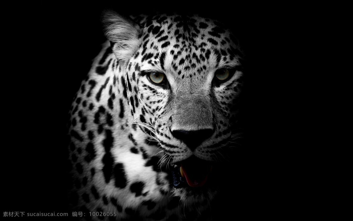 豹子 黑白 动物 自然 生物 生物世界 野生动物
