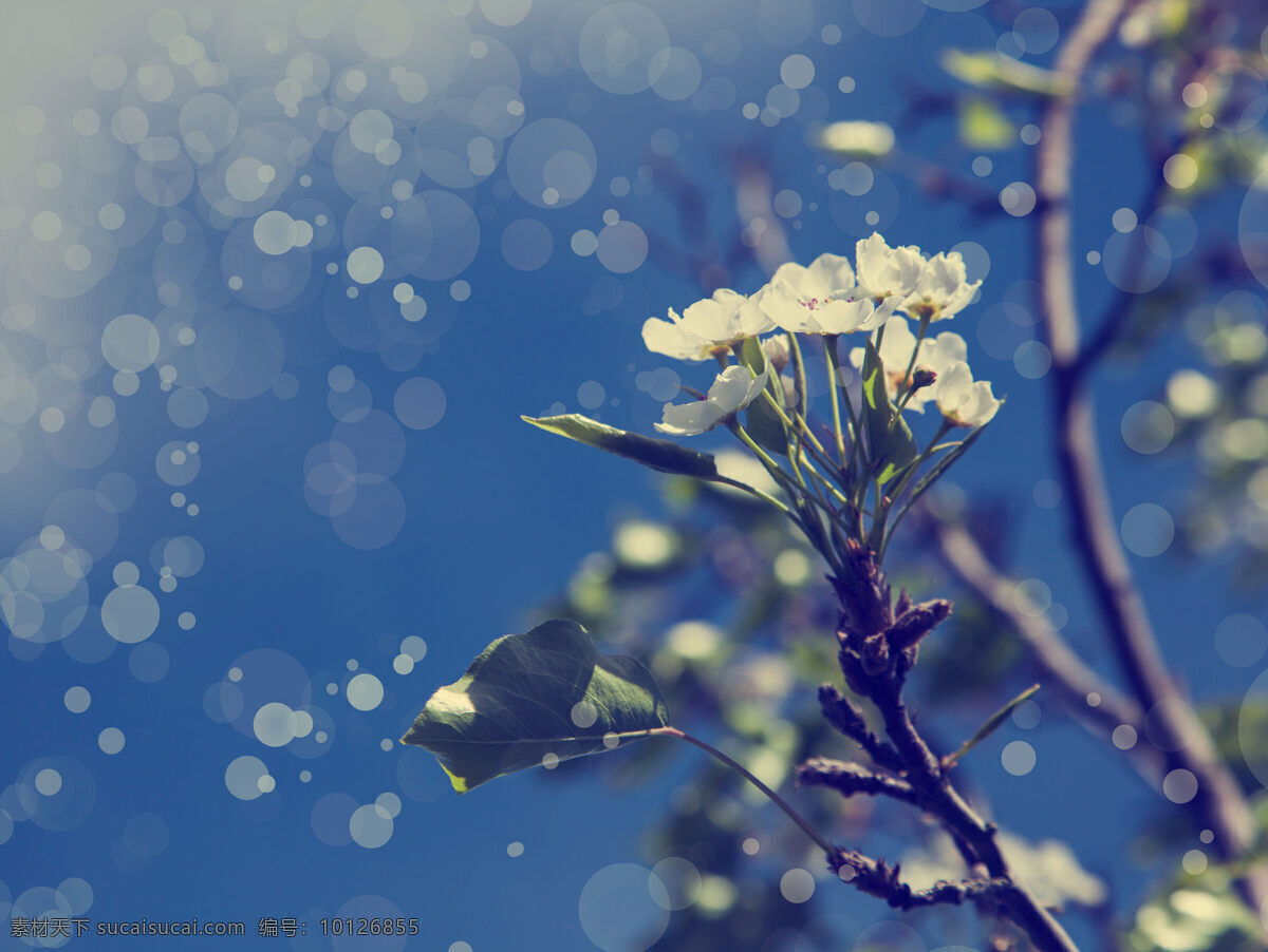 蓝色 梨花 背景 蓝色梨花背景 花朵花卉 美丽花朵 梦幻花朵背景 唯美花朵背景 花草树木 生物世界