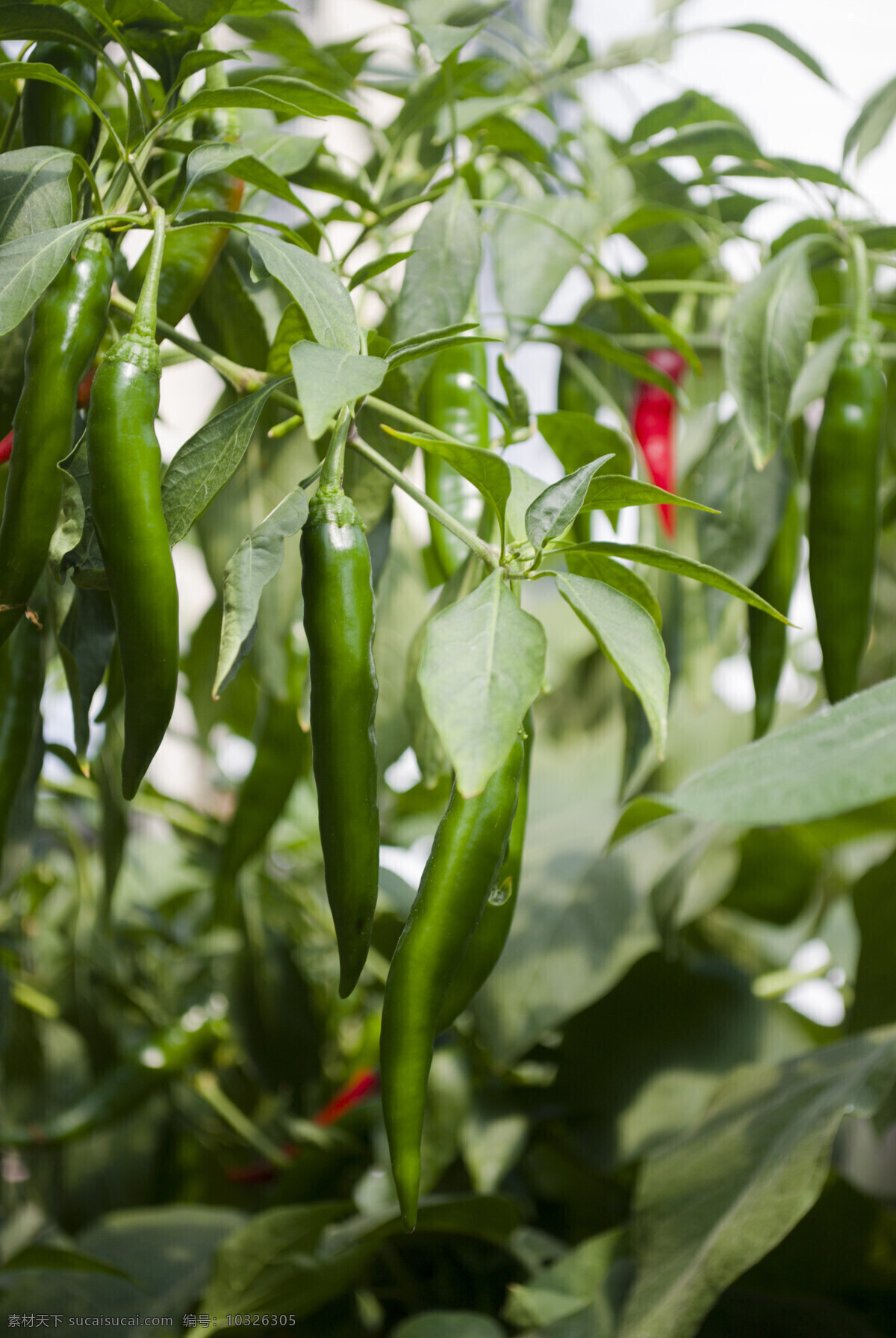 新鲜辣椒 新鲜 辣椒 农产品 农业 绿色 植物 餐厅 市场 生物世界 蔬菜