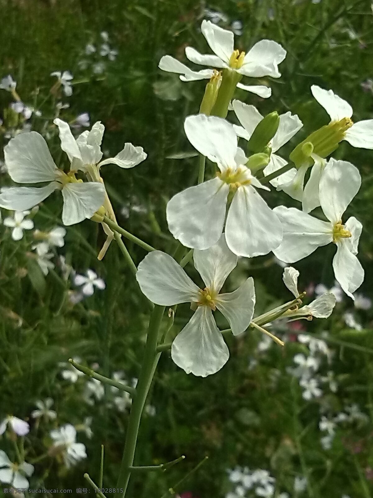 白色 白色花 红花 花 花草 摄影图库 生物世界 花类素材 蔬菜花 自然风景 野花 田野 萝卜花 风景 生活 旅游餐饮