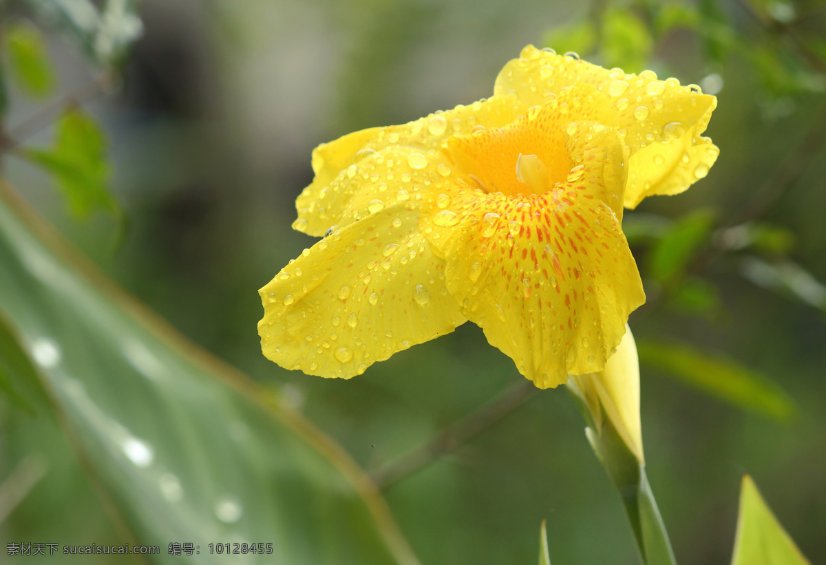 水珠 黄色 花朵 花瓣 植物花朵 美丽鲜花 漂亮花朵 花卉 鲜花摄影 花草树木 生物世界