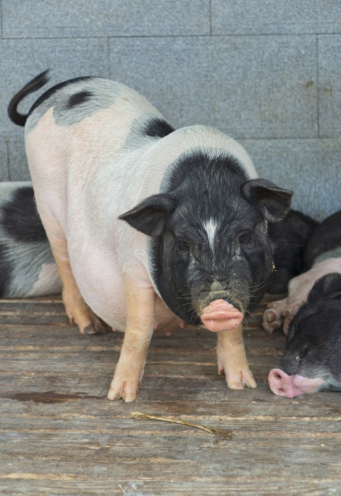 猪 猪摄影图片 小猪 猪肉 猪苗 猪仔 生猪 生态猪 农场 猪摄影 猪照片 猪特写 猪高清 猪图片 猪素材 生物世界 家禽家畜