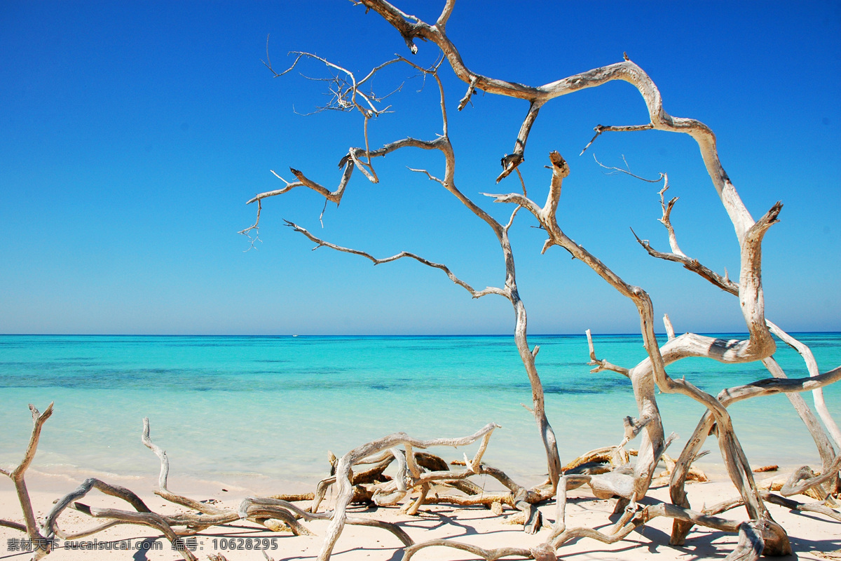 大海 海边 海景 海滩 海洋 枯树 蓝色 蓝天 滩 美景 自然 沙滩 美丽自然 自然风景 自然景观 psd源文件