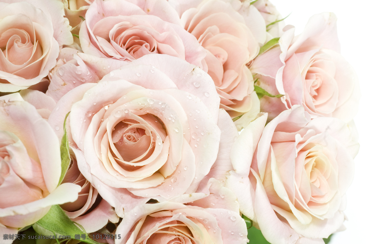粉色 玫瑰花 背景 美丽鲜花 花朵 花卉 鲜花背景 花草树木 生物世界