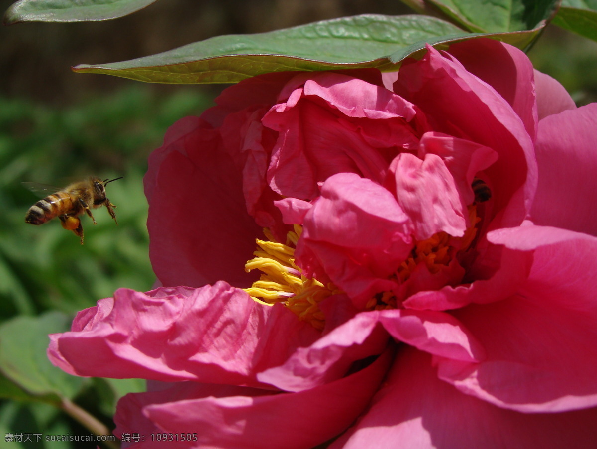 蜜蜂 牡丹 花丛 昆虫 勤劳 生物世界 紫色 蜜蜂牡丹 勤劳的蜜蜂