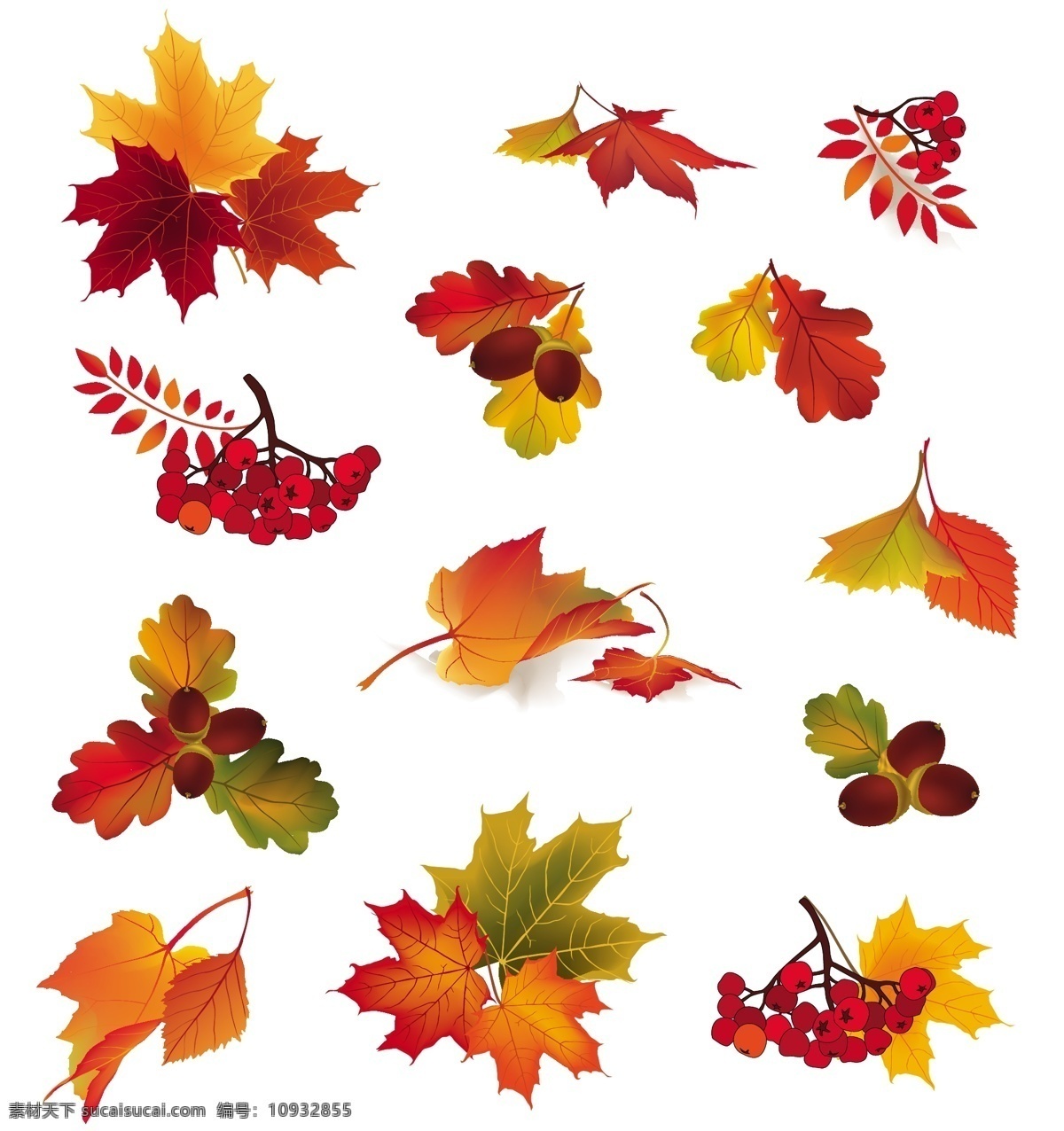 秋天 树叶 水果 矢量 秋天的落叶 矢量素材 矢量植物 离开 psd秋天 矢量图 其他矢量图