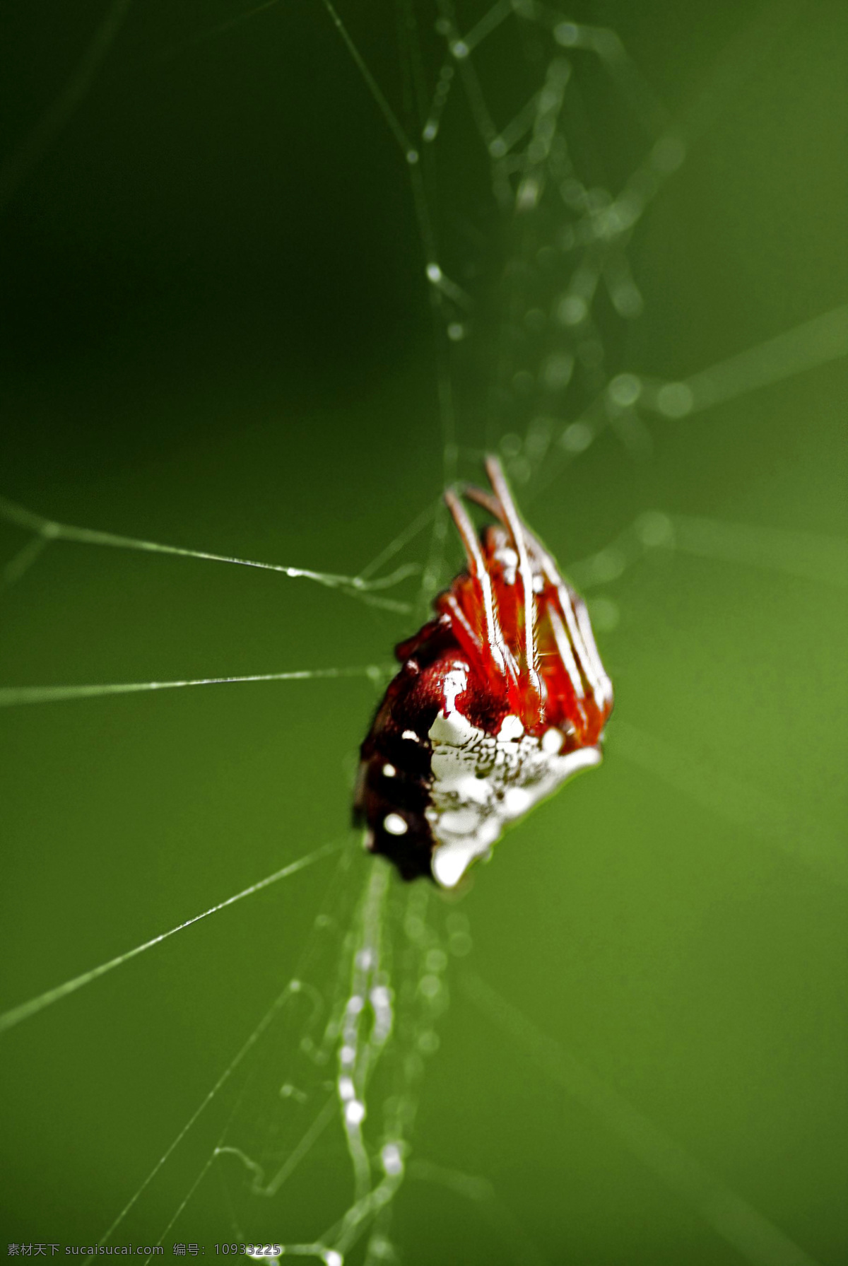 红蜘蛛 昆虫 蜘蛛 蛛网 蜘蛛特写 蜘蛛素材 生物世界