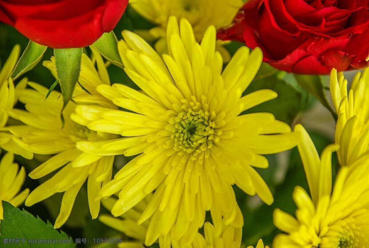 雏菊 雏菊花 黄色雏菊 黄色菊花 黄色 菊花 黄色花朵 鲜红 花卉 花瓣 花蕊 花儿 花朵 花草 花丛 植物 生物世界