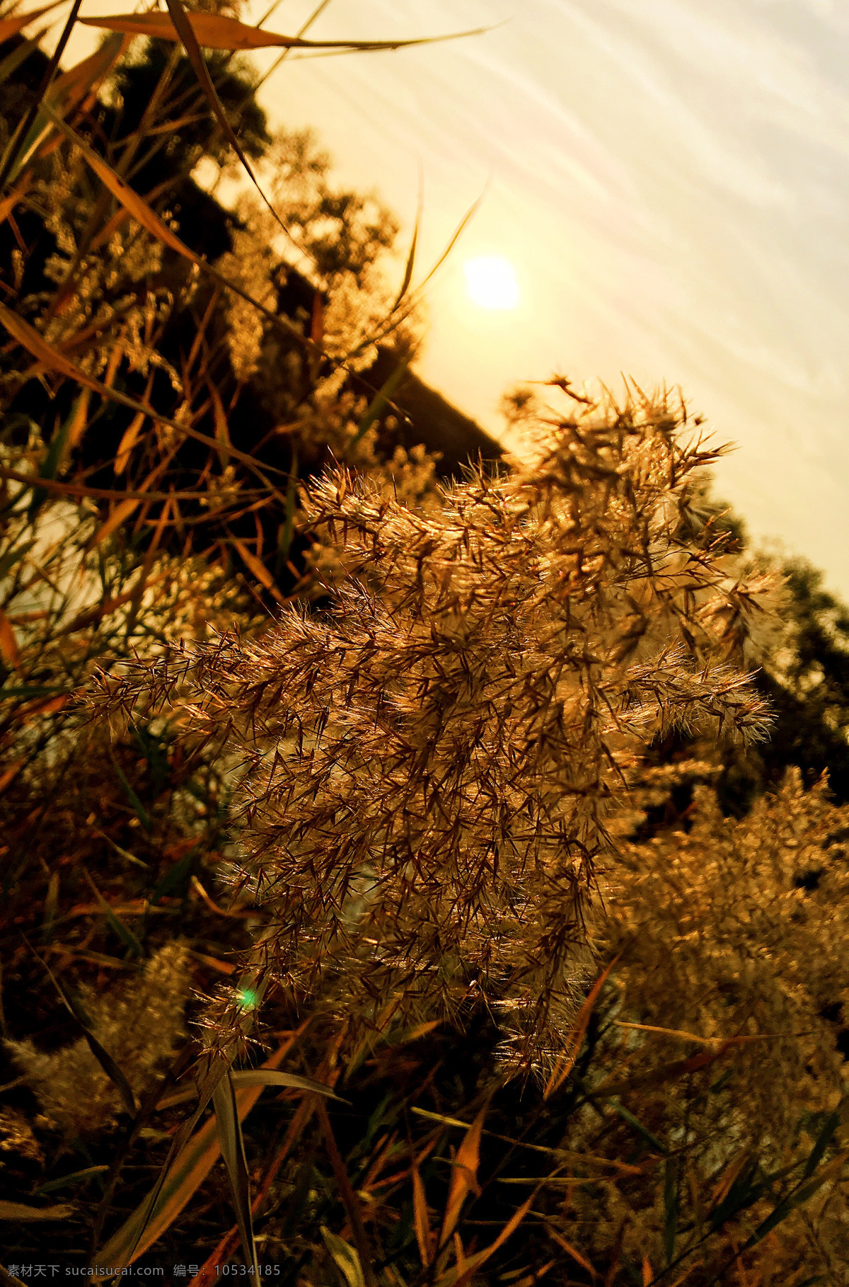 夕阳 芦苇 天津 河边 傍晚 自然景观 自然风景