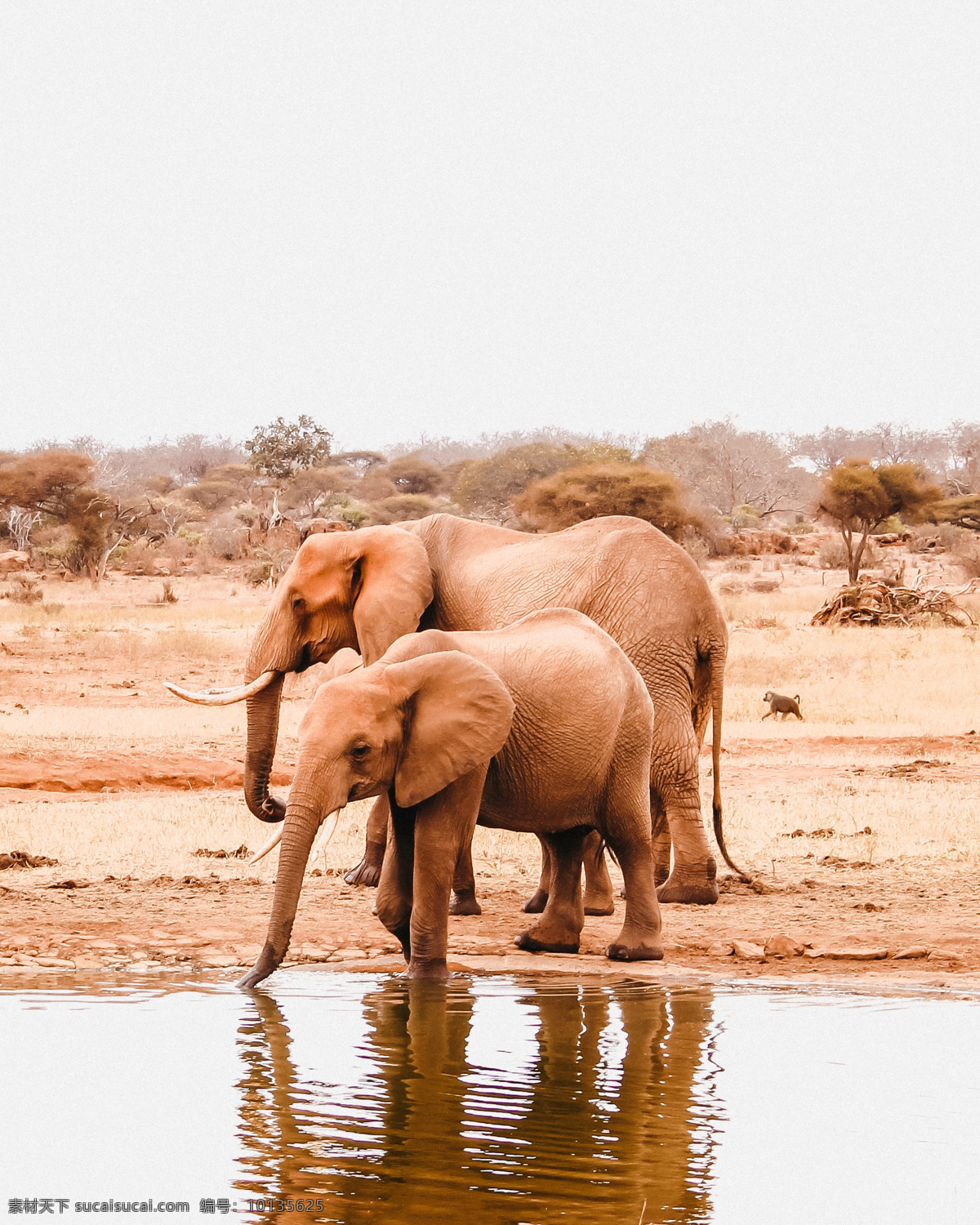 大象 小象 一起 象 象牙 象鼻 象群 非洲大象 非洲草原 象鼻子 泰国大象 印度大象 哺乳动物 亚洲大象 在一起 动物昆虫 生物世界 野生动物