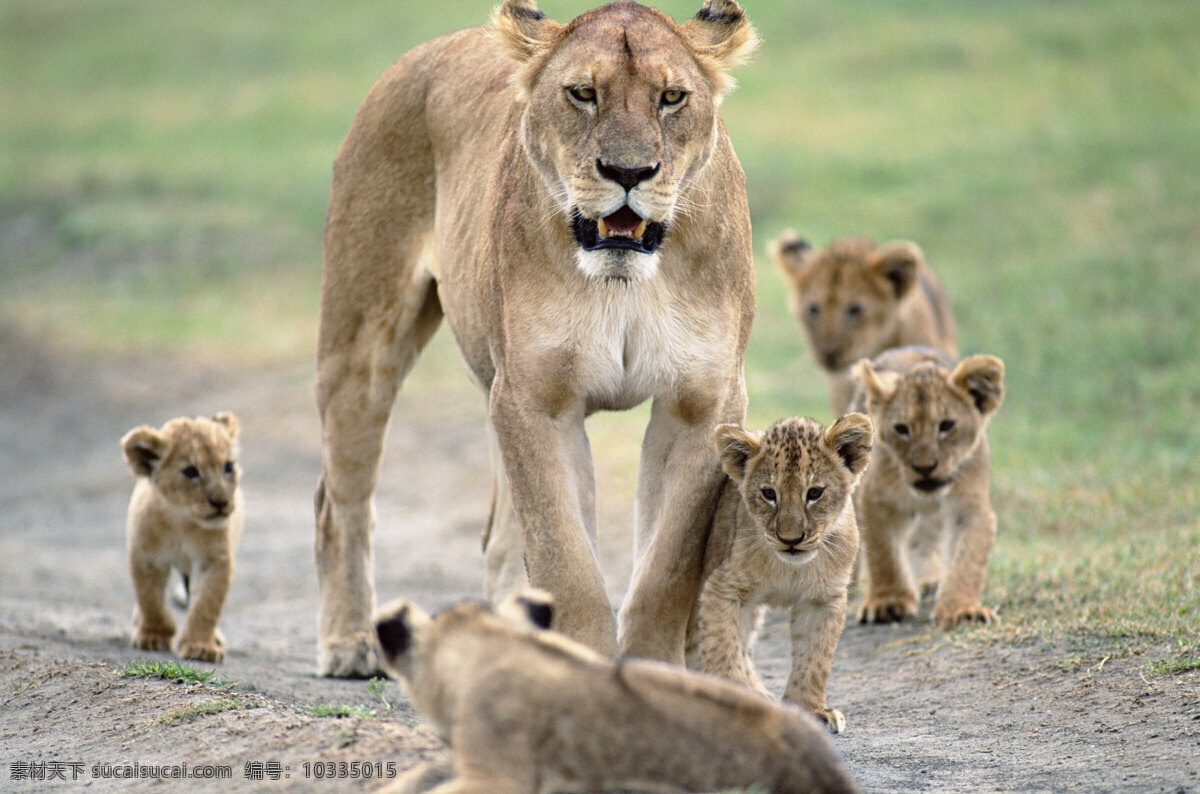 母 狮 自己 幼 非洲野生动物 动物世界 动物 jpg图片 非洲 野生动物 生物世界 摄影图片 狮子 脯乳动物 狮子高清图片 狮子写真 狮子正面 狮子全身图 母狮和幼狮 一群小狮子 陆地动物