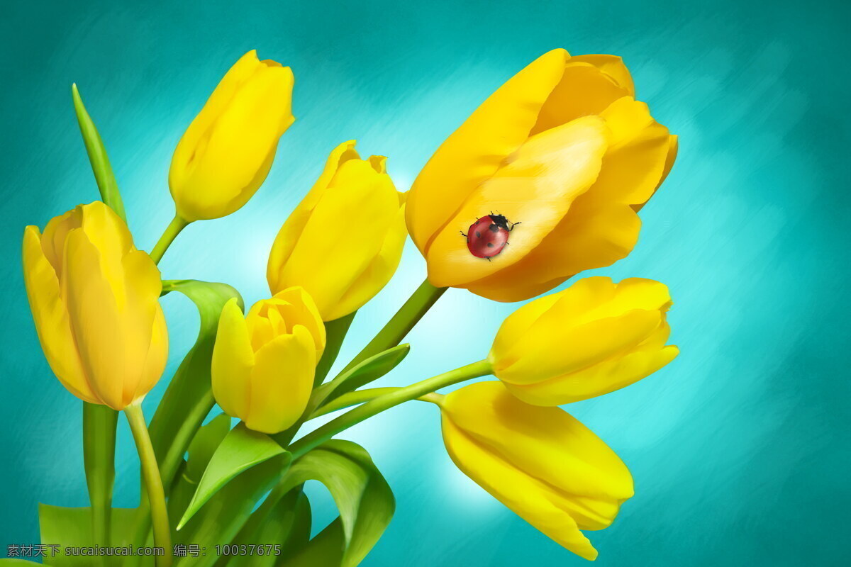 荷兰 郁金香 高清 黄郁金香 黄色花朵 黄花 鲜花
