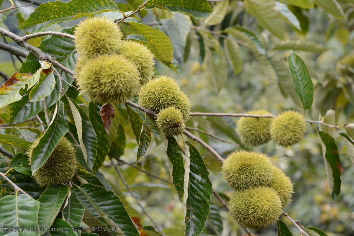 板栗树 锥栗 绿色 植物 景观 树木树叶 生物世界 栗子 栗子树 锥栗树 榛子 板栗