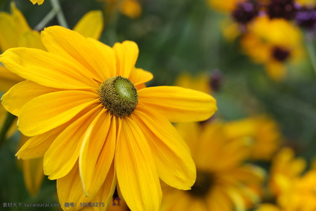 黄色 可爱 花朵 花瓣 植物花朵 美丽鲜花 漂亮花朵 花卉 鲜花摄影 花草树木 生物世界