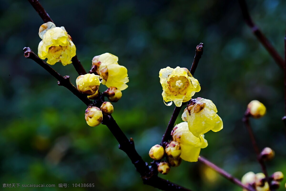 腊梅 寒客 早梅 冬梅 黄梅 雨后腊梅 花草 生物世界