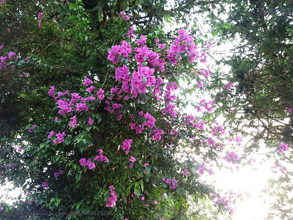 三角梅 植物 风景 生活 旅游餐饮