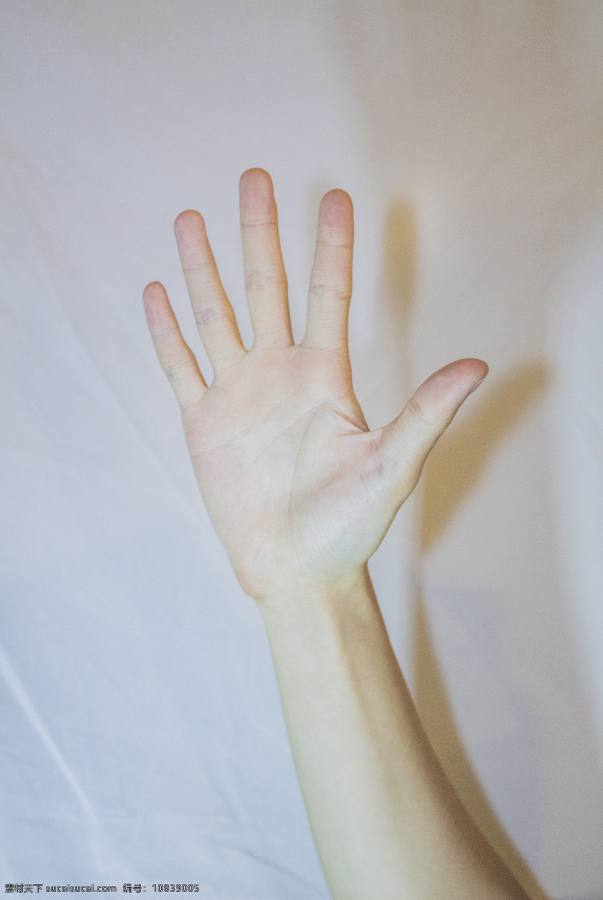 手掌 手势 背景 图 商用 五手势 手部 手势动作 照片