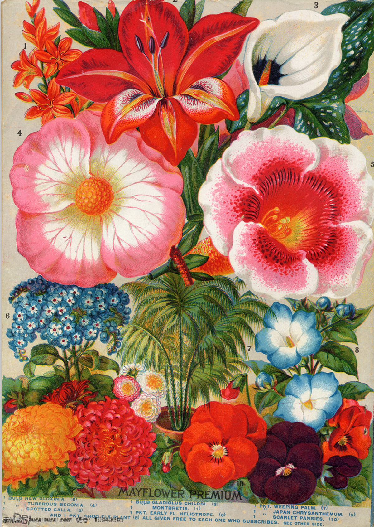 欧式 复古 怀旧 植物 花卉 招贴画 复古装饰画
