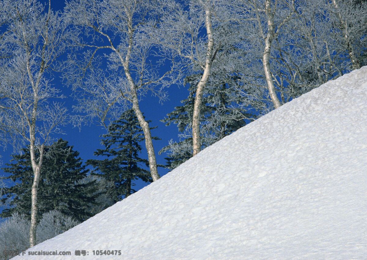 冬季 景象 美丽风景 风光 景色 美景 雪地 积雪 雪景 树木 自然景观 山水风景 四季风景 风景图片