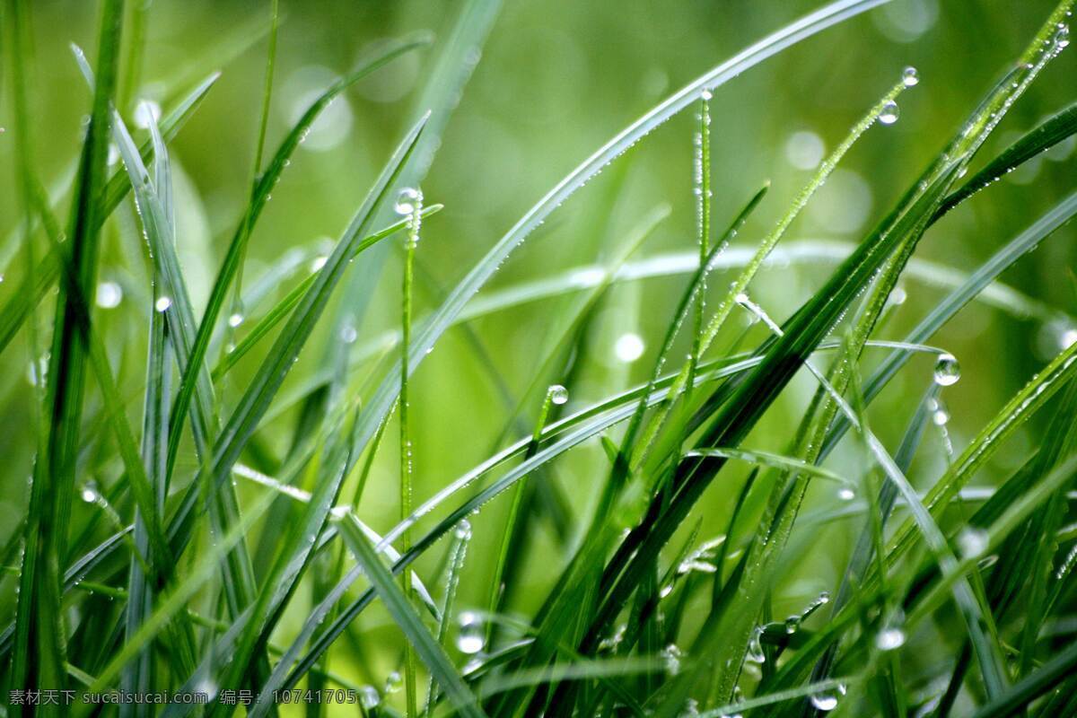 雨中的小草 小草 雨 谷雨 季节 小雨 自然景观 自然风景