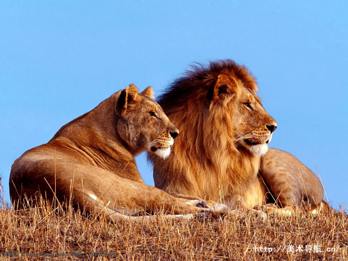 只 狮子 公狮子 母狮子 2只狮子 生物世界