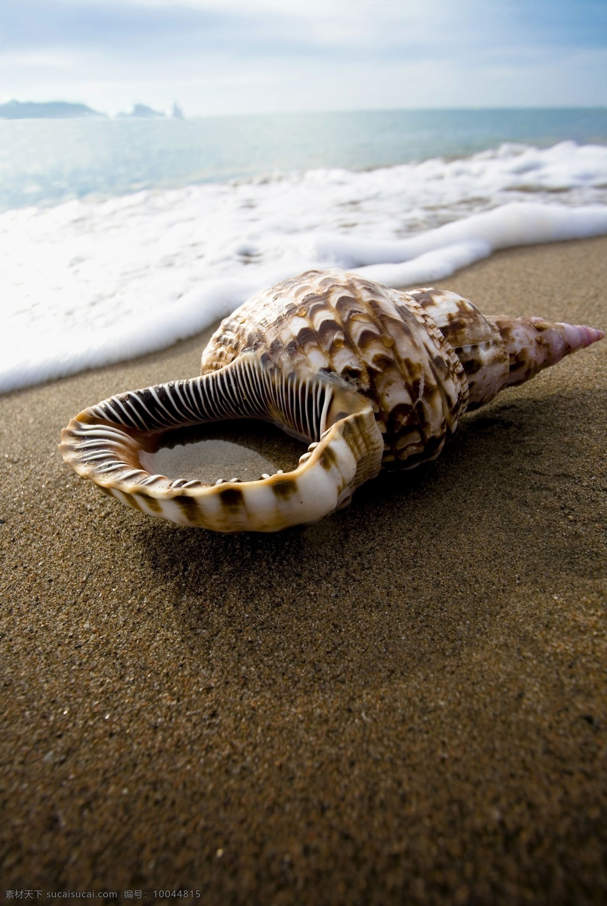 海螺 海岸 海边 海滩 海洋生物 螺 摄影图库 生物世界 psd源文件