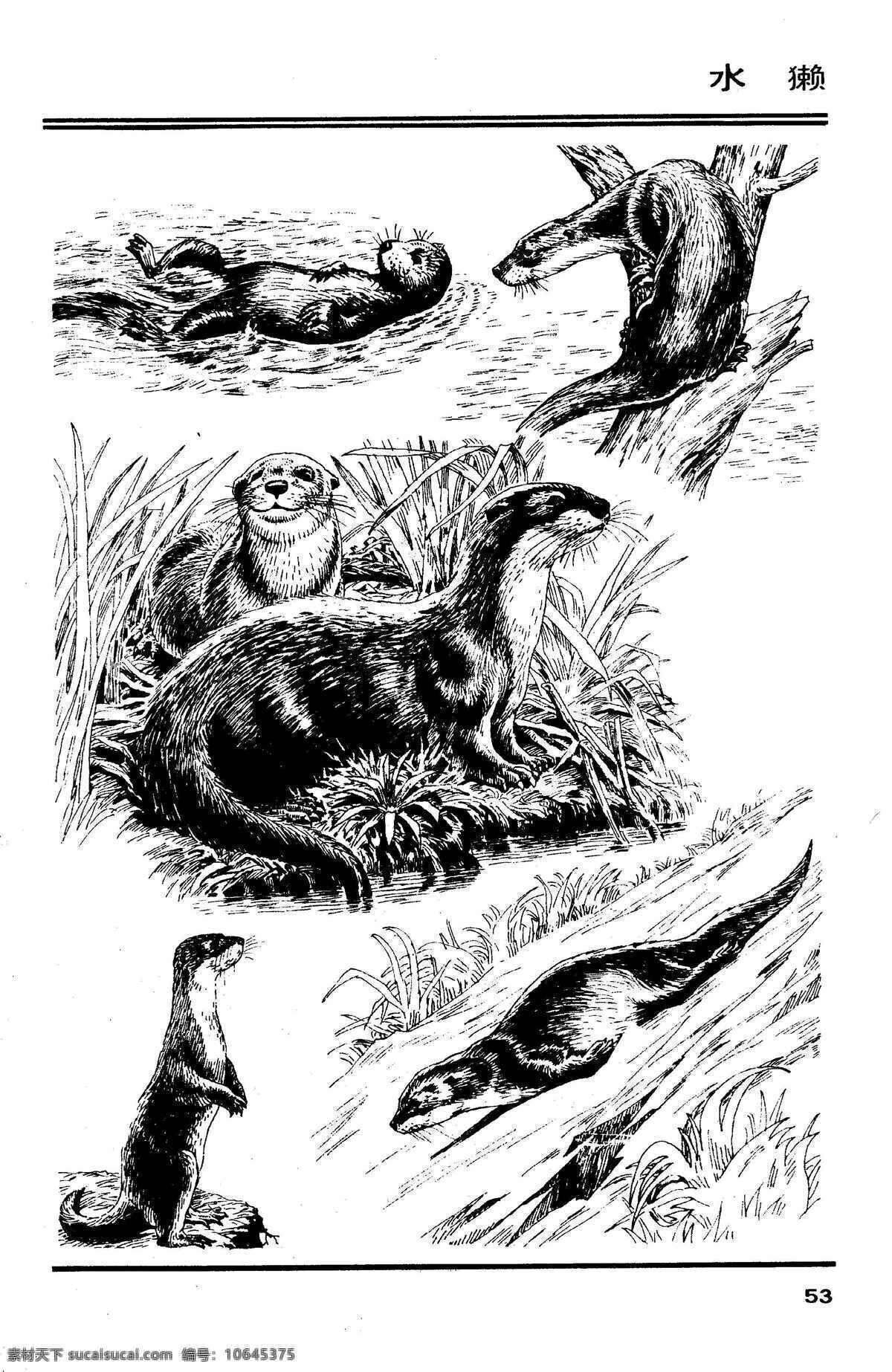 画兽谱57 水獭 画兽谱 百兽 兽 家禽 猛兽 动物 白描 线描 绘画 美术 禽兽 野生动物 生物世界 设计图库