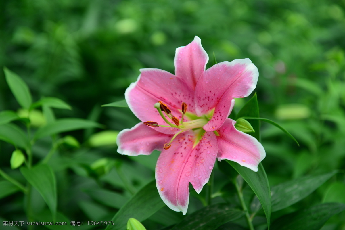 娇媚百合花