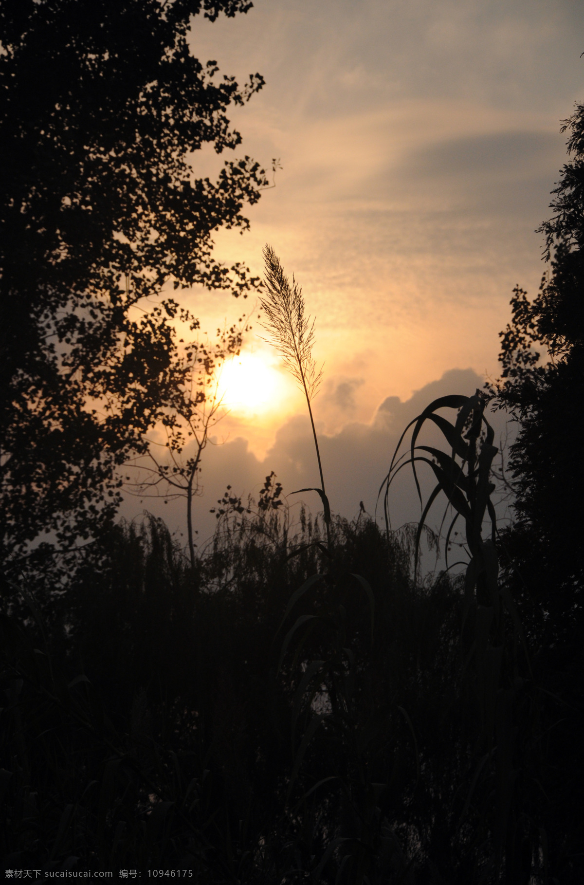 夕阳 黄昏 剪影 芦苇 野草 自然风景 自然景观 psd源文件