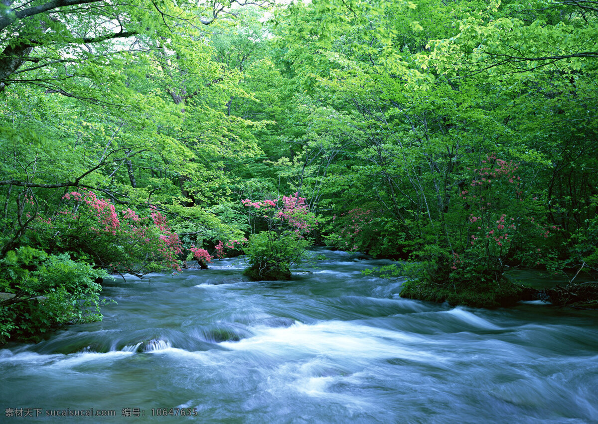 树免费下载 风景 山水风景 摄影图 树 植物 自然景观 水 家居装饰素材 山水风景画