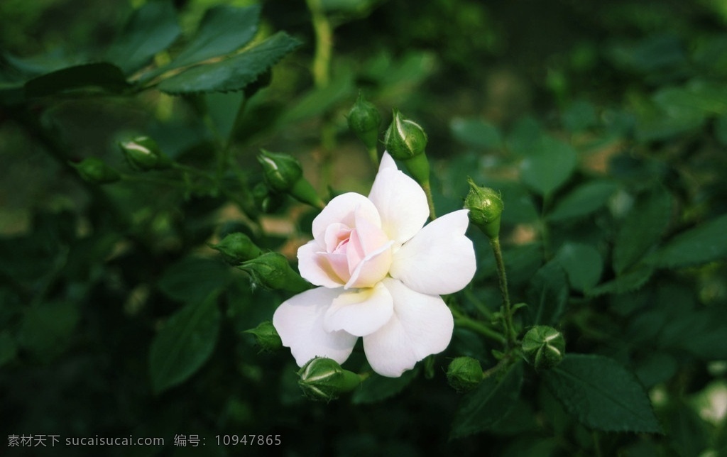 蔷薇科花卉 蔷薇 花卉 北京 陶然亭 公园 花草 生物世界