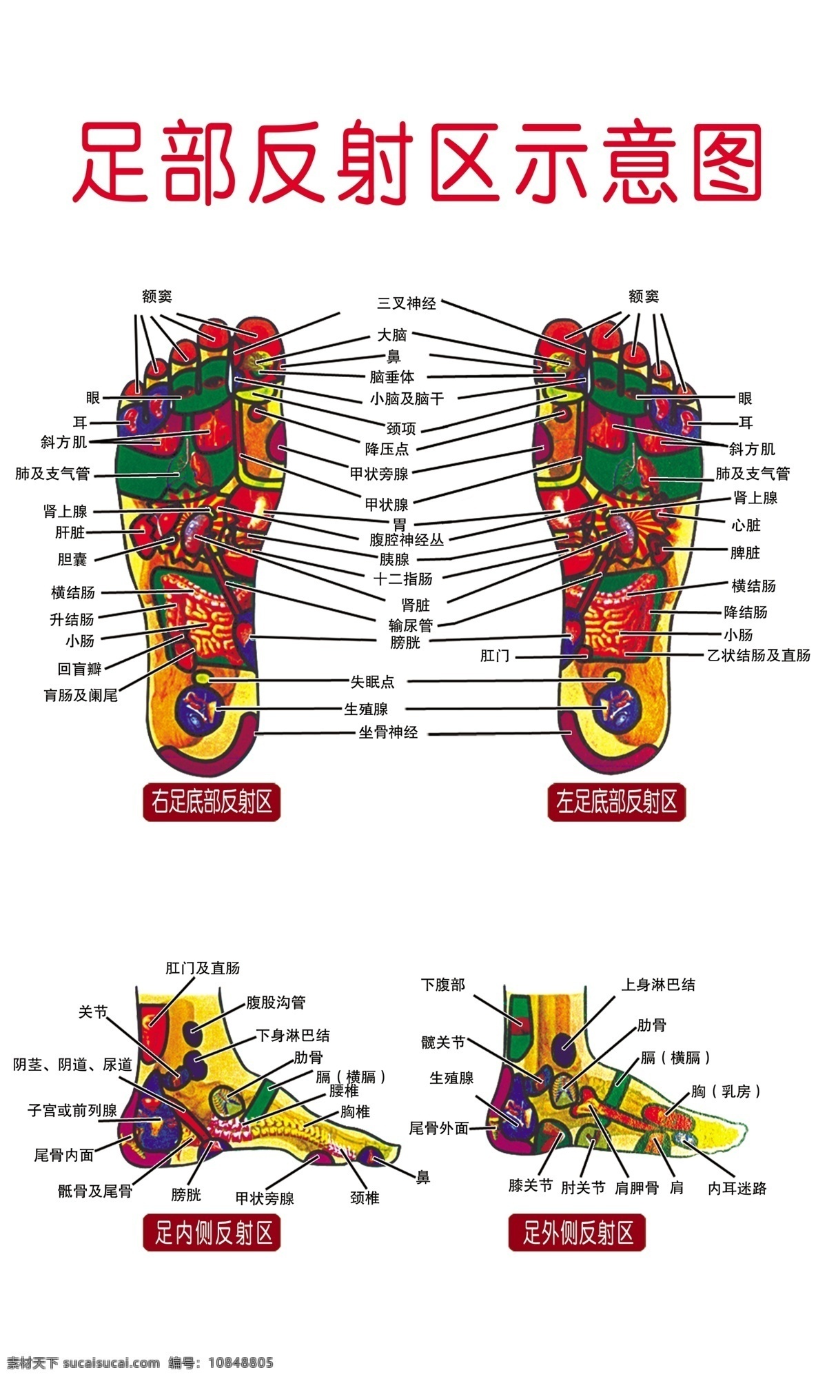 足部穴位图 足部穴位 穴位 足部 脚部穴位 中医 分层