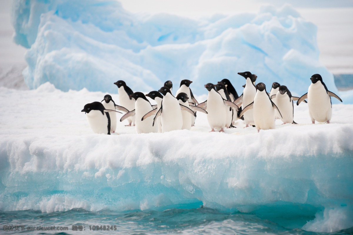冰面 上 一群 企鹅 南极 动物 陆地动物 生物世界