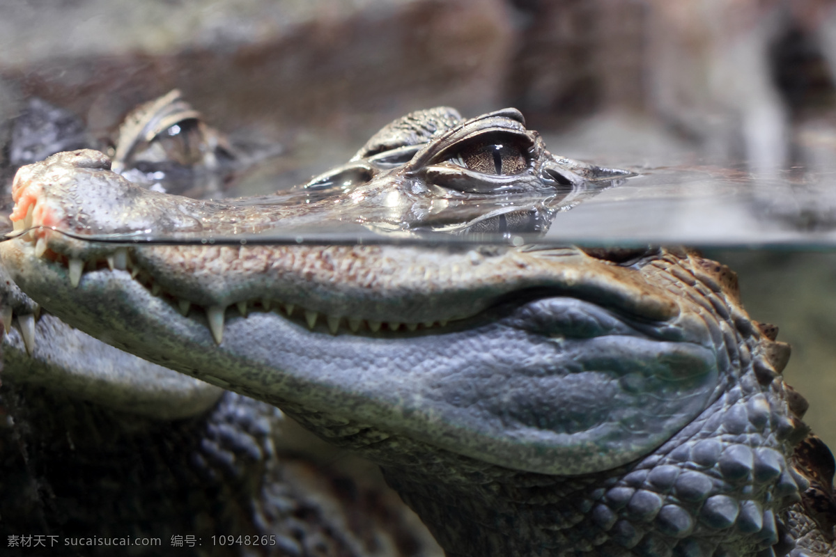水里 鳄鱼 野生动物 爬行动物 动物世界 水中生物 生物世界