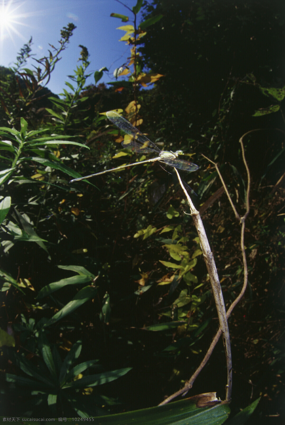 植物 上 蜻蜓 蜻蜓摄影 昆虫 自然风光 大自然 风景 风光 田野 野外 草 摄影图片 草地 树叶 叶子 山水风景 风景图片