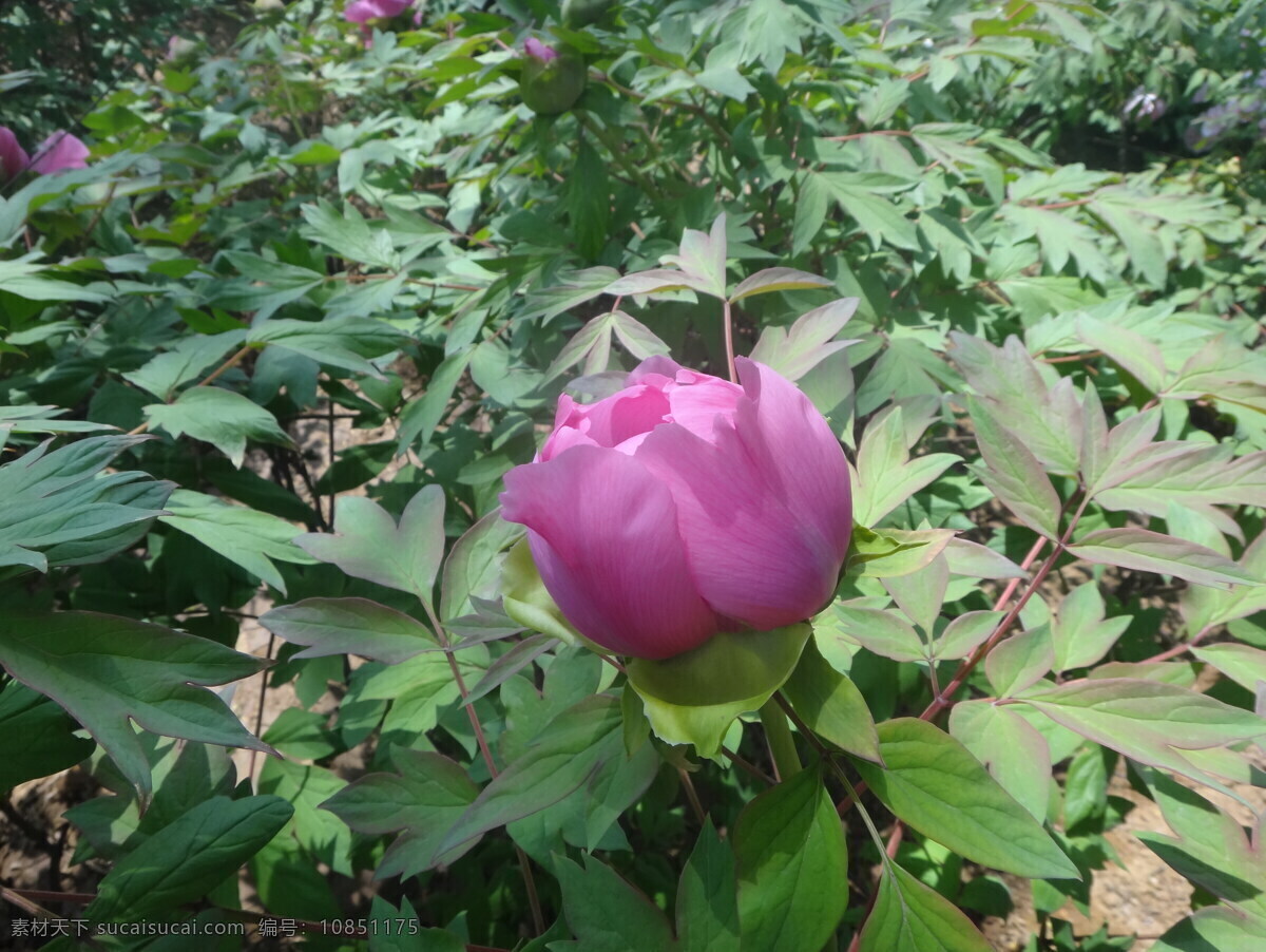 牡丹 春天 花瓣 花草 花朵 绿叶 色彩 鲜花 盛开 特写 鲜艳 生物世界 psd源文件