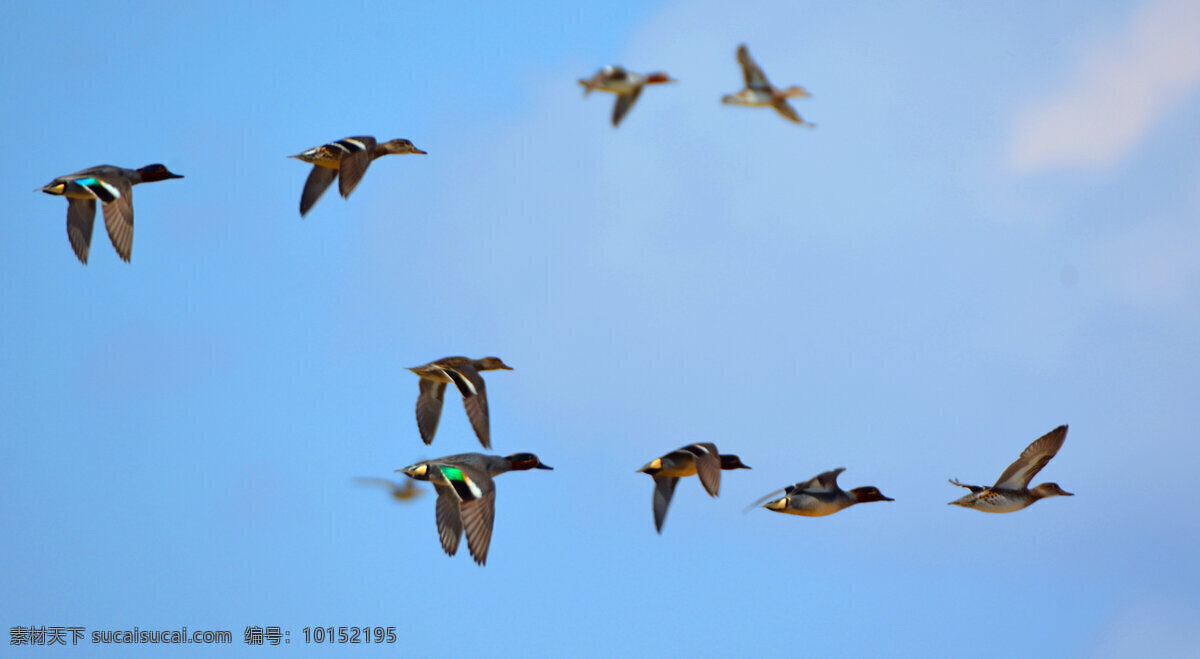 野鸭子 湿地 飞翔 野鸭 蓝天 云彩 鸟类 生物世界 蓝色