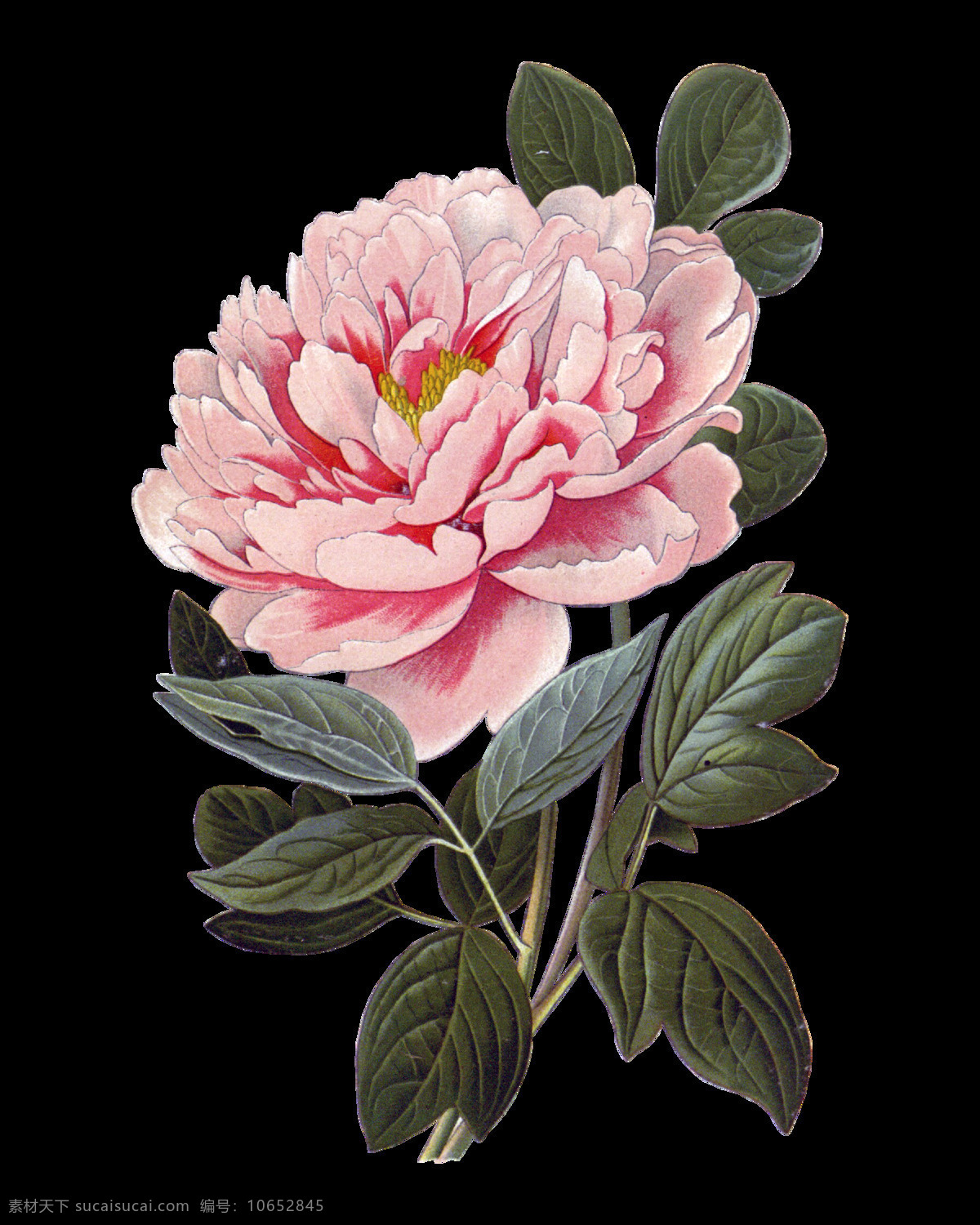粉色 牡丹 花朵 实物 元素 含苞待放 牡丹花 盛开 矢量花朵 矢量素材 手绘花朵素材 鲜花花朵 鲜花花蕾 鲜花素材花卉