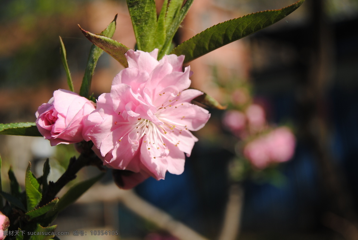 桃花 春天 粉色花 花草 花朵 生物世界 特写 树花 psd源文件