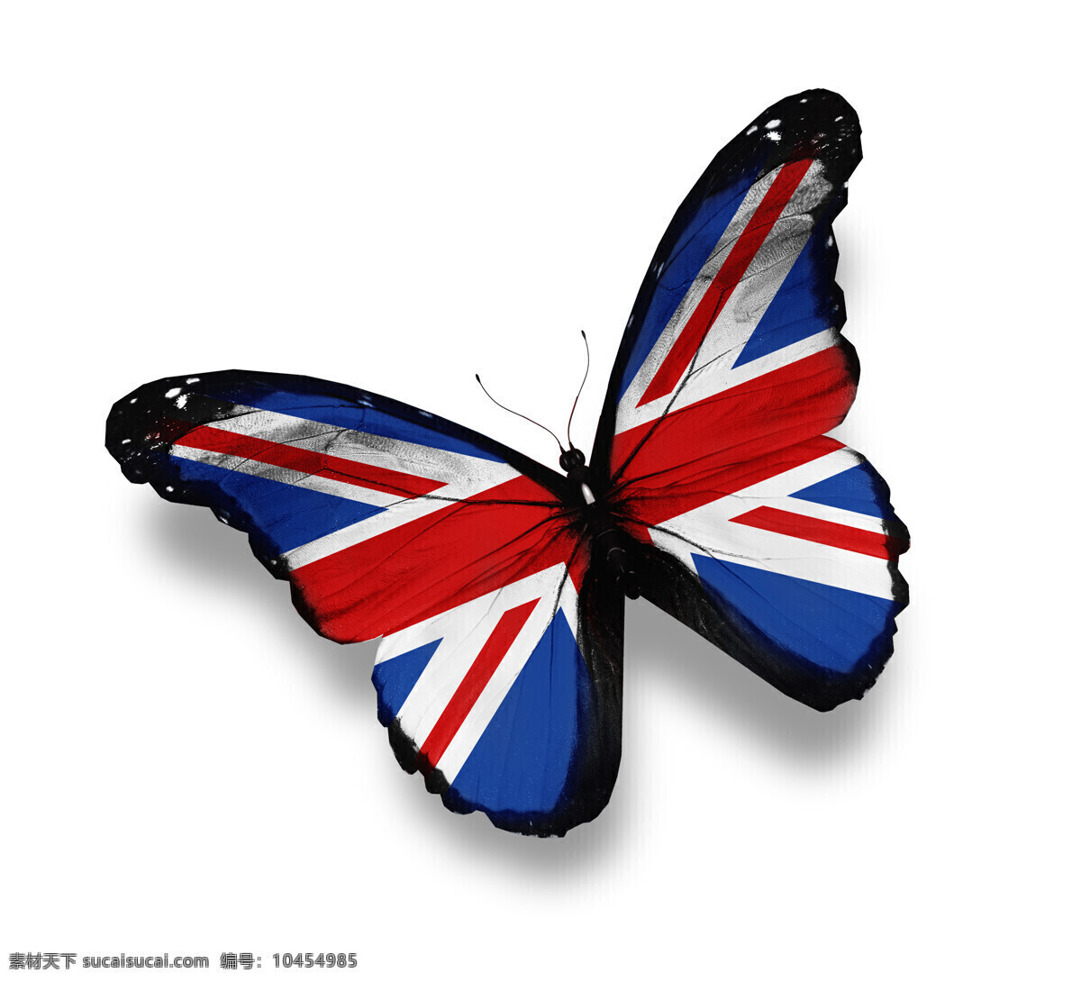 英国国旗蝴蝶 英国国旗 蝴蝶 美丽蝴蝶 蝴蝶标本 动物标本 动物世界 昆虫世界 生物世界 白色