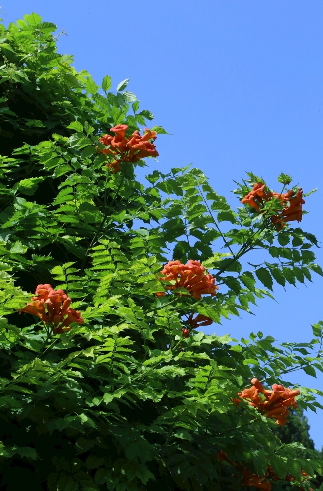 园林风景 紫葳 女藏花 凌霄 中国凌霄 凌苕 花儿 花朵 花骨朵 枝叶 藤蔓花卉 花卉 植物 花草 凌霄凌霄花 生物世界